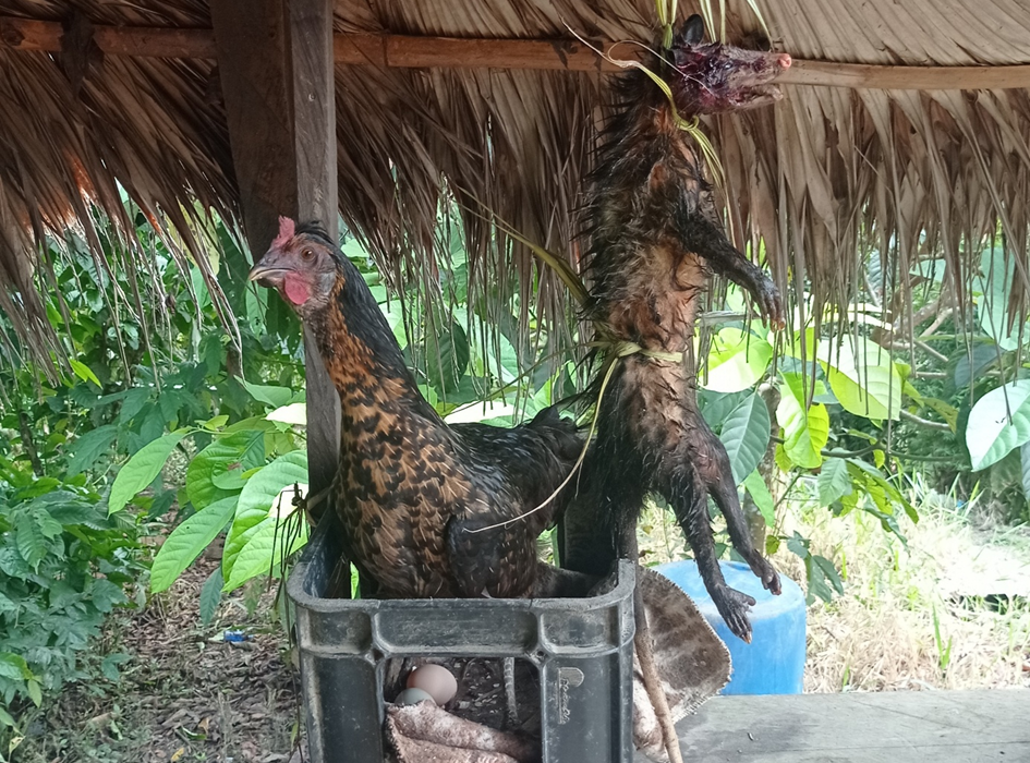 A live chicken with behind it a dead opposum hanging from a palm leaf roof.