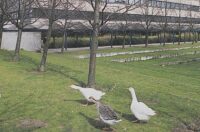 Ganzen op de UIA