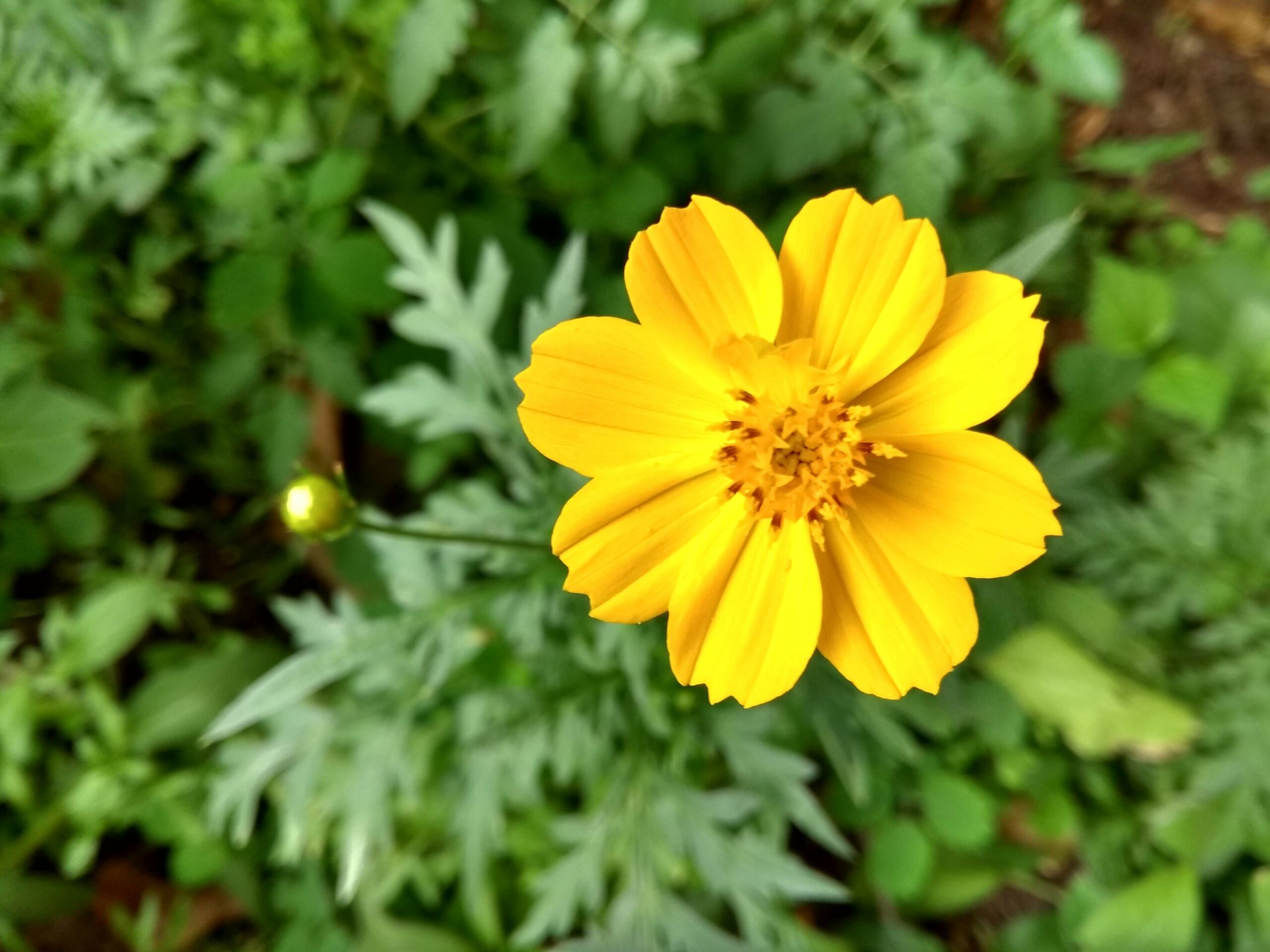 Corona flowers Pintra (EN) Blog